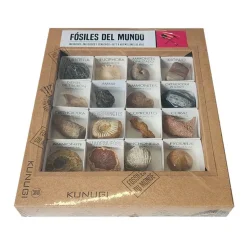 Caja de fósiles del mundo