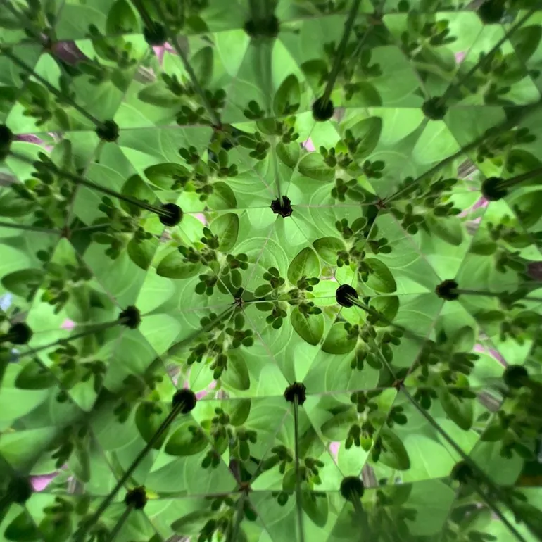 Caleidoscopio Huckleberry