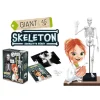 Esqueleto 45cm para ensamblar