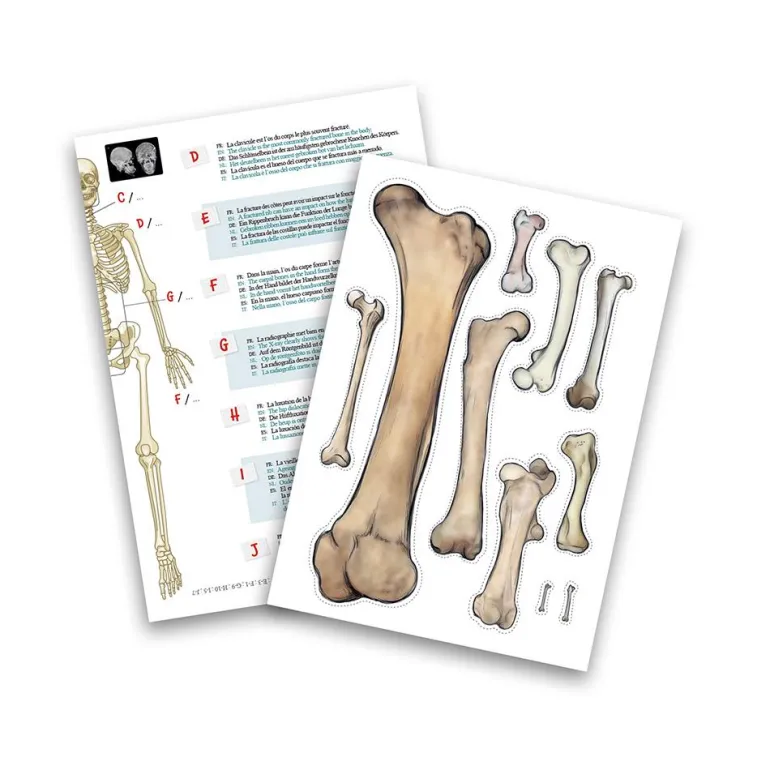 Esqueleto 45cm para ensamblar