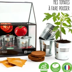 Kit de cultivo invernadero cristal tomates bio con 3 macetas metal