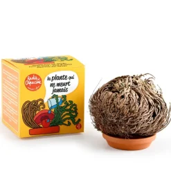 Kit de cultivo planta Rosa de Jericó 11 cm.