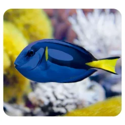 Linterna y proyector animales marinos