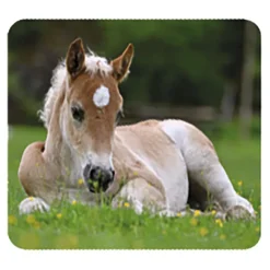 Linterna y proyector bebés animales