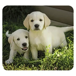 Linterna y proyector bebés animales